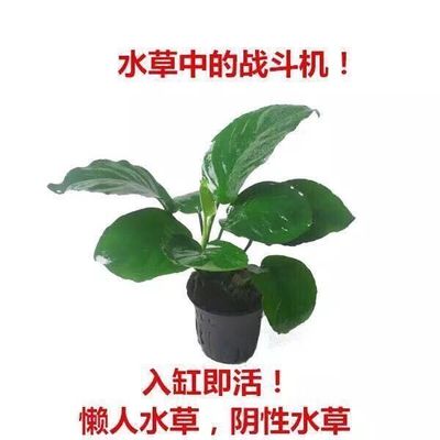 真水草绿菊水族箱水榕懒人沉底九皇冠后景阴性水草