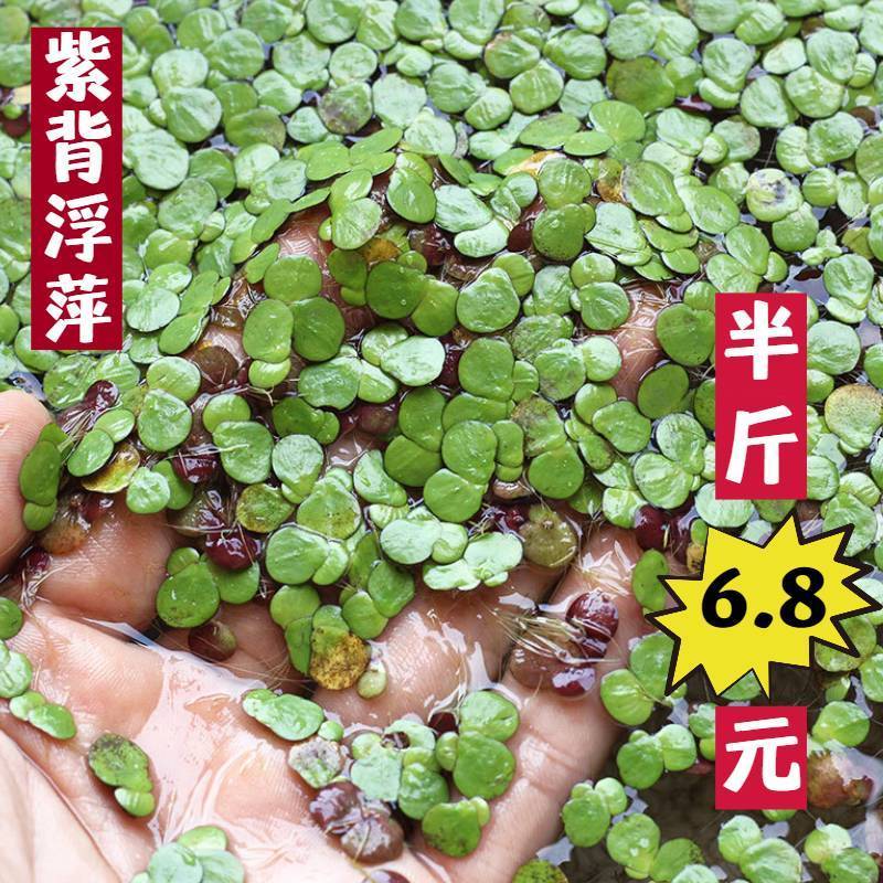 紫背萍浮萍古法鱼缸净化迷你款水培庭院鱼虾龟缸造景漂浮懒人水草