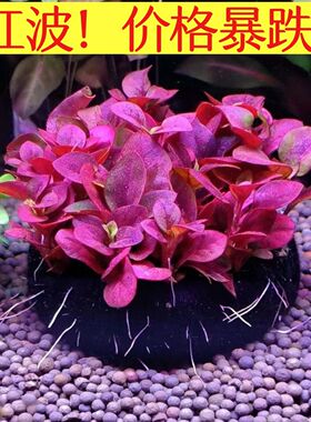 红波养鱼自带营养造景增氧底座红色坨草植物水培淡水草新手黄金前