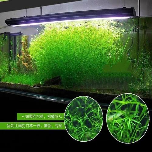 印度小竹节草养不死水草植物孔雀鱼虾躲避中后景淡水增化水质