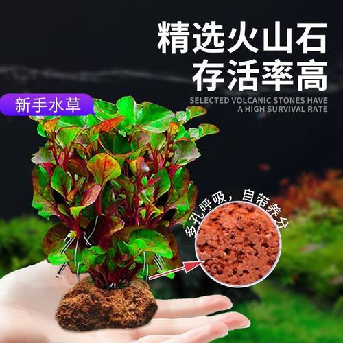 火山石蜈蚣草水草植物真草鱼缸造景懒人新手净化水质养鱼套餐后景