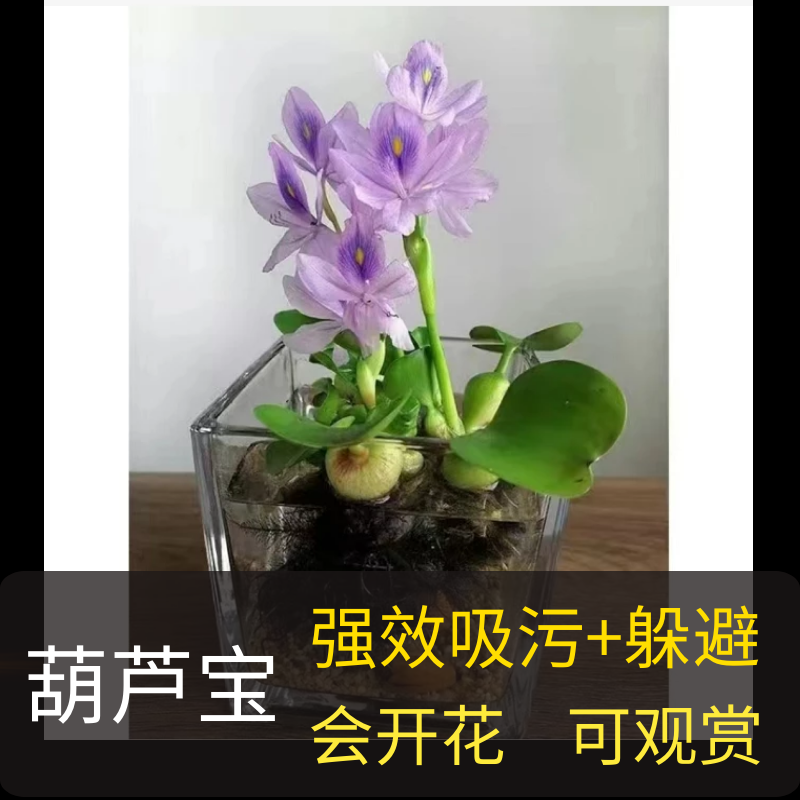 入水即活净化水源水质水生植物开花水葫芦苗凤眼莲池塘河里绿化