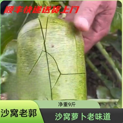 天星02（金星）天津沙窝老郭老味道沙窝萝卜酥脆多汁 净重4.5-9斤