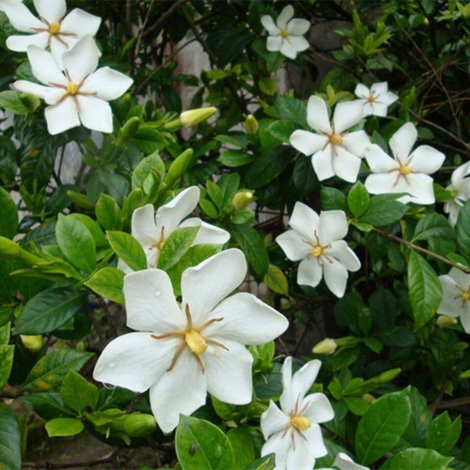 栀子花茶50g泡茶黄栀子花干花茶新货食用野生山栀子花瓣朵枝子花