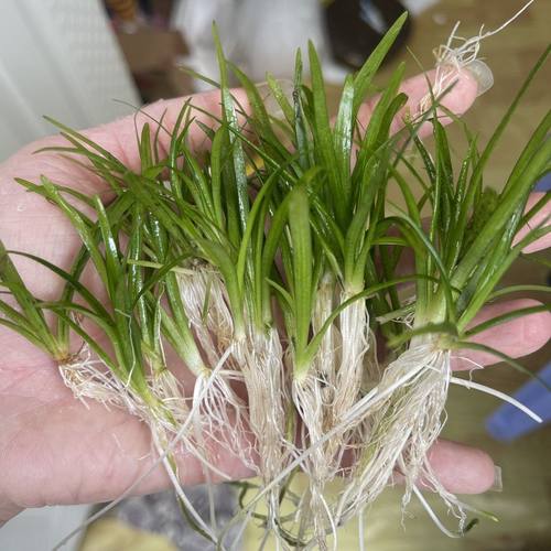 小水兰迷你水兰大水兰阴性草水族造景中前景水草好活新手鱼缸水草