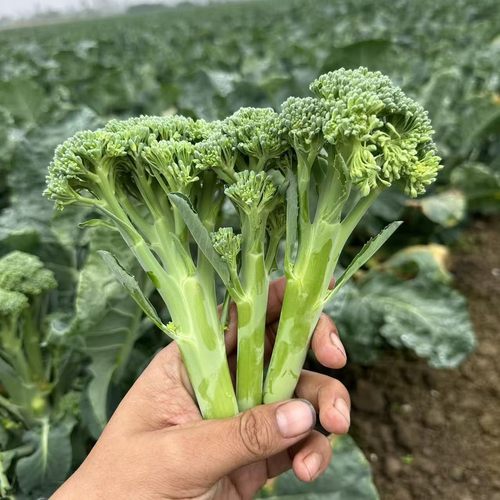 顺丰快递西兰苔新鲜长杆西兰苔甜杆蔬菜当季湖北露天种植2斤4斤