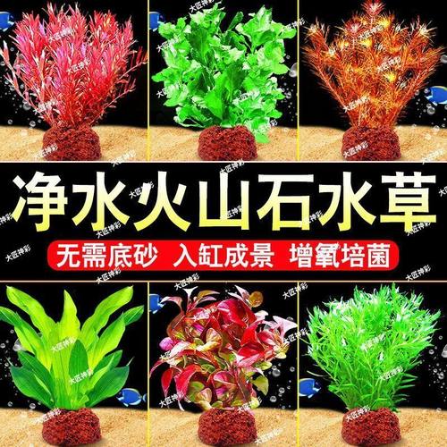 水草植物专用鱼缸造景摆件水培植物蜈蚣增氧火山石水草全套小鱼缸