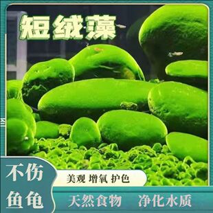 兰寿藻长绒绿藻短绒孢子造景水藻小球藻青苔地毯鱼缸爆藻绿毛藻石