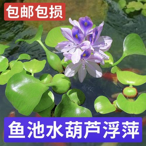 会开花水葫芦净化水质水族好伴侣好养水生植物水草增氧水池绿化