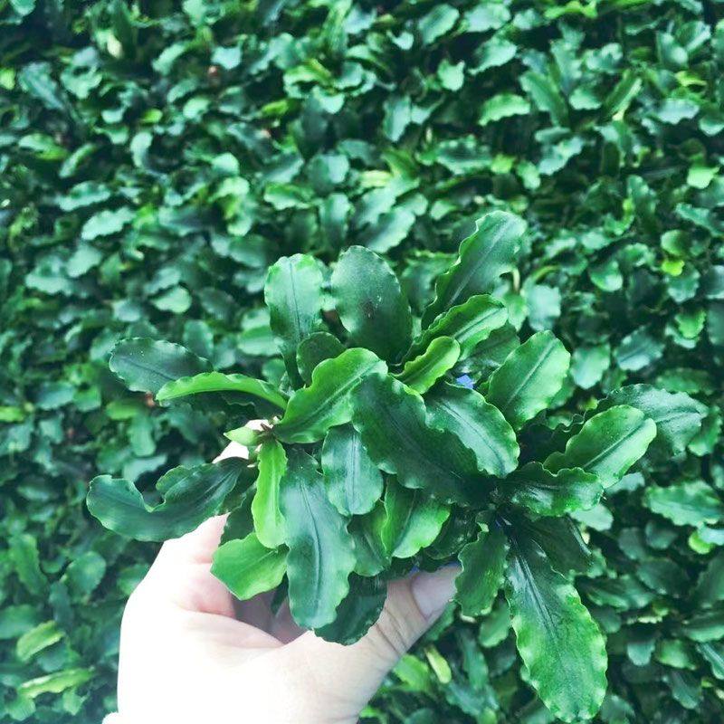 辣椒榕水草植物鱼缸造景装饰阴性水草真草新手水草水榕莫斯