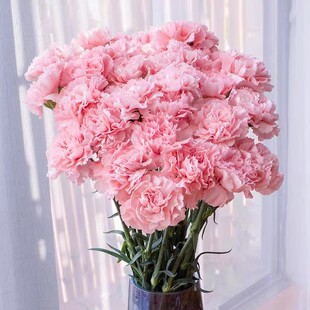 【云南鲜花】云南鲜花单头康乃馨鲜花家用水养插花云南基地直发