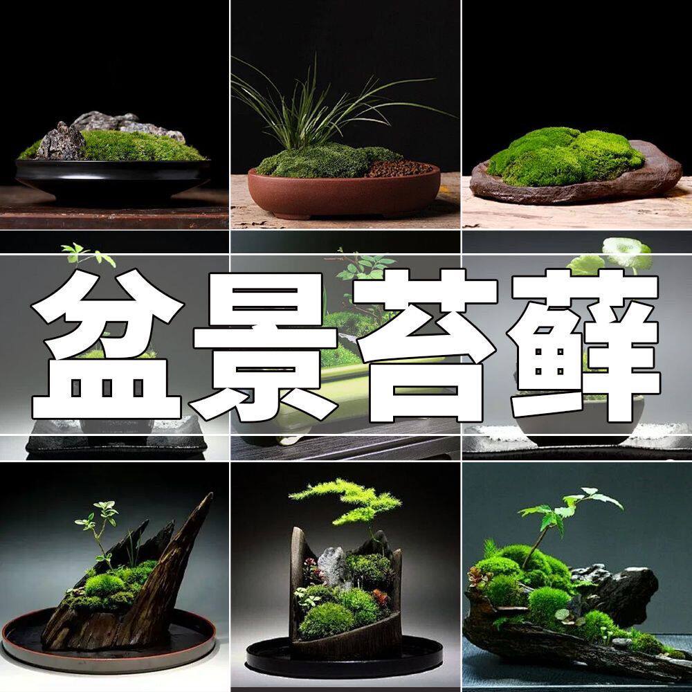 鲜活苔藓微景观青苔植物盆景盆栽铺面生态瓶水草水陆缸造景观材料