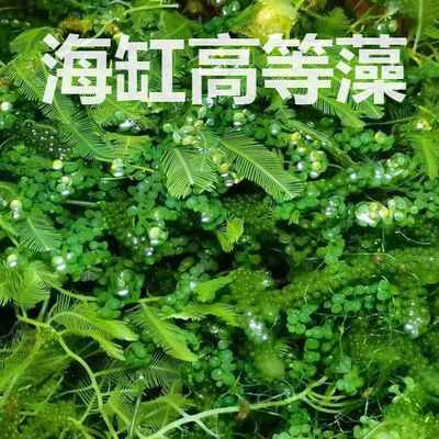海藻高等藻绿葡萄藻钢丝羽毛火焰气泡去NO3 PO4净化水质海水海缸