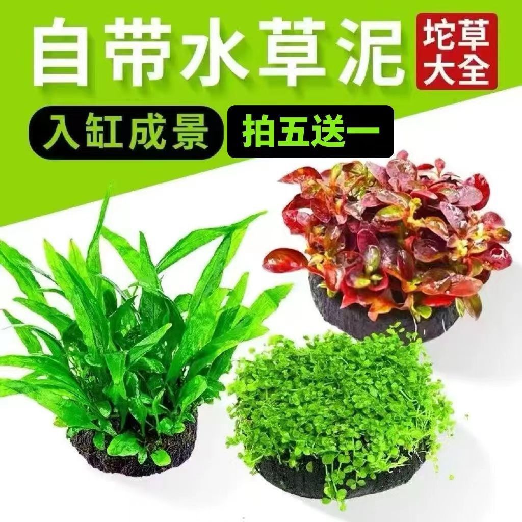 懒人坨草 水下叶小坨新手免种植淡水增氧中后景造景水草自动沉底