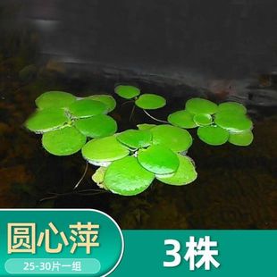 浮萍水草圆心萍活体植物四季 浮性除NO3净化室内增氧水草水培