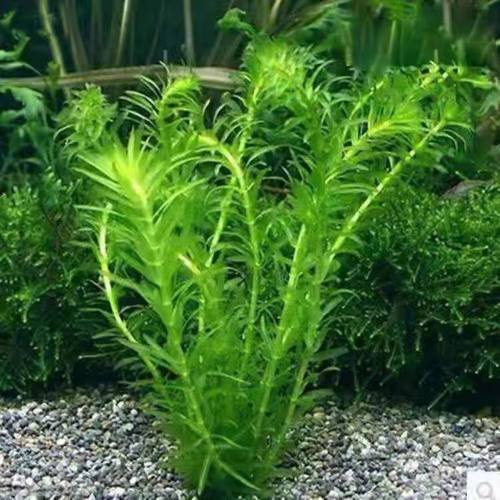 蜈蚣草清仓孔雀鱼缸淡水真草躲避造景新手增氧好养耐活懒人免换水