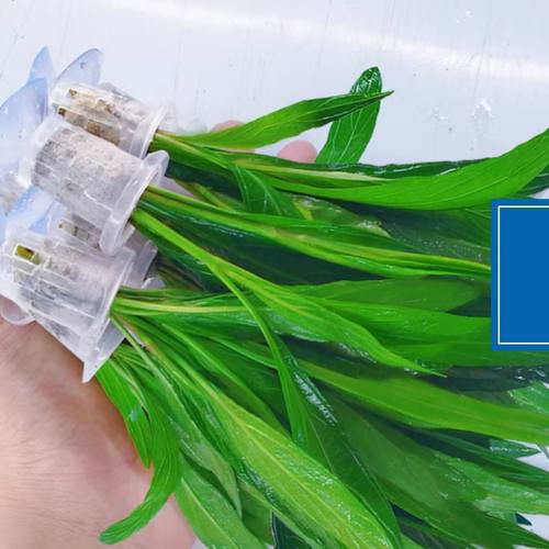 迷你九冠皇冠类新手水草好养耐活真水草活体植物铁皇冠鱼缸活植物