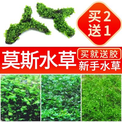 鱼缸阴性活体散装真水草三角莫丝火焰珊瑚松茸莫斯水族箱造景包邮