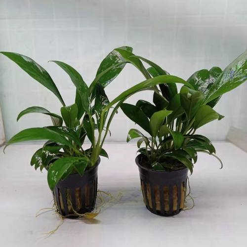 丹麦真草水草鱼缸造景装饰净化水质阴性懒人水榕新手水草