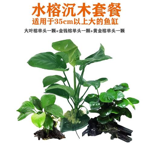 懒人鱼缸真草套餐水榕沉木水培植物一整套无需底沙阴性水草植物