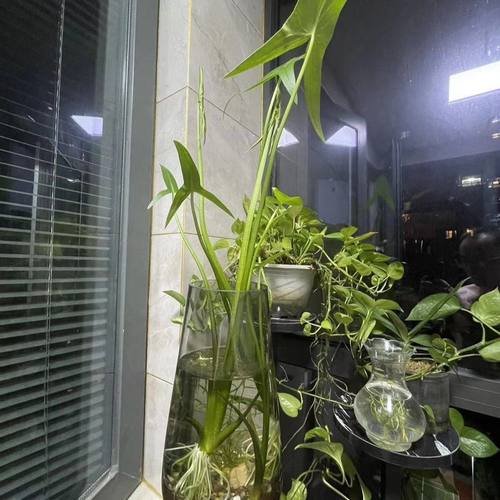 水生植物慈姑种苗茨菇苗燕尾草挺水水草鱼缸池塘净化沼泽过滤水培