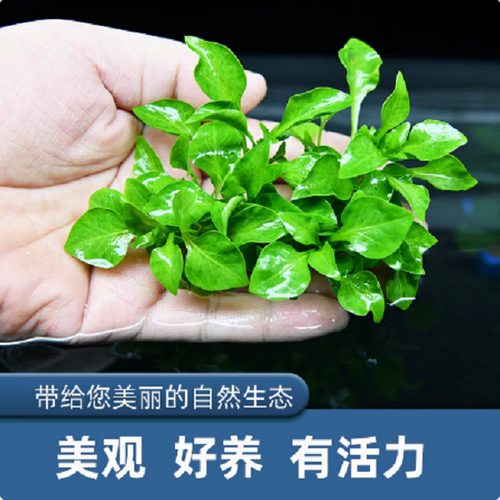 前景水草鱼缸新手造景懒人阴性活体 无需co2绿波迷你红波淡水植物