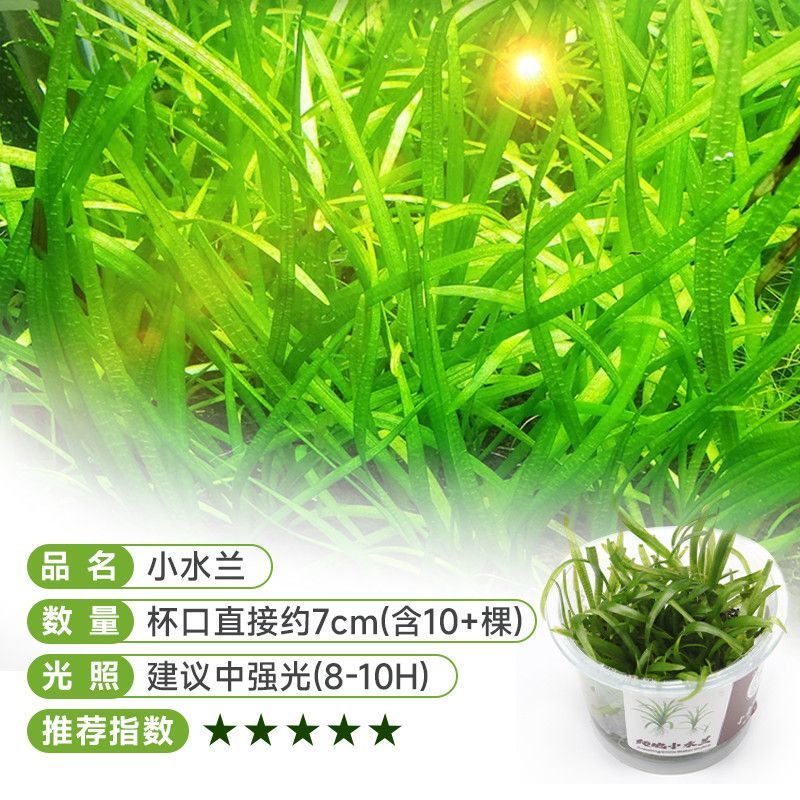 迷你小水兰无菌杯水草鱼缸造景懒人阴性净化增氧中前景淡水真植物
