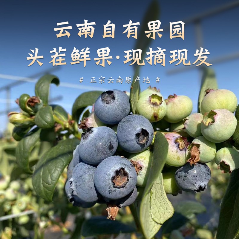 京东空运云南新鲜L25花香蓝莓现摘现发唇齿留香酸甜可口