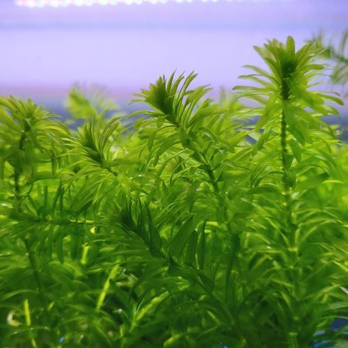 鱼草蜈蚣草新手懒人增氧后景鱼缸造景水草净化好养耐活阴性植物