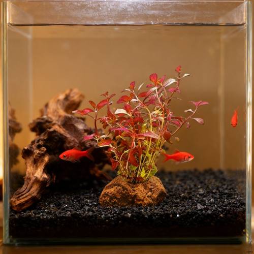 红波坨草好养懒人真草水草套餐水竹造景新手青竹真小对叶后景阴性