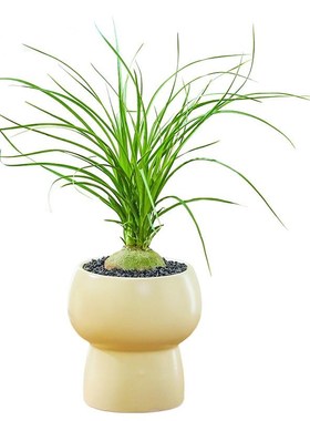 酒瓶兰盆栽兰花迷你创意办公桌网红盆景绿植室内懒人花卉耐旱植物