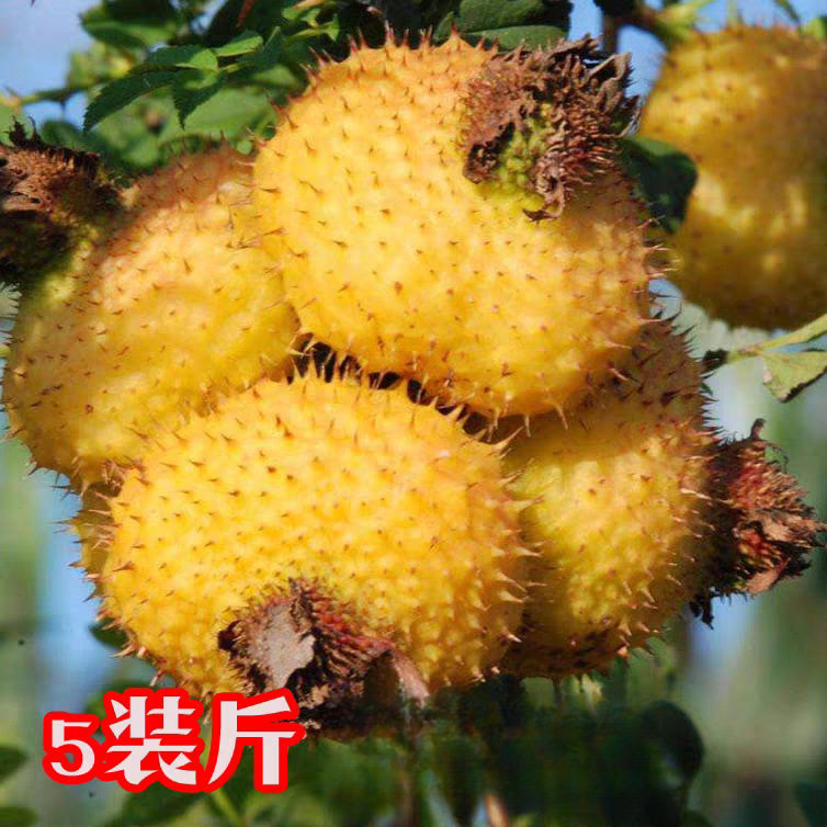 新鲜刺梨鲜果天然精选营养刺梨冻榨汁泡酒贵州特产原产地直供官方
