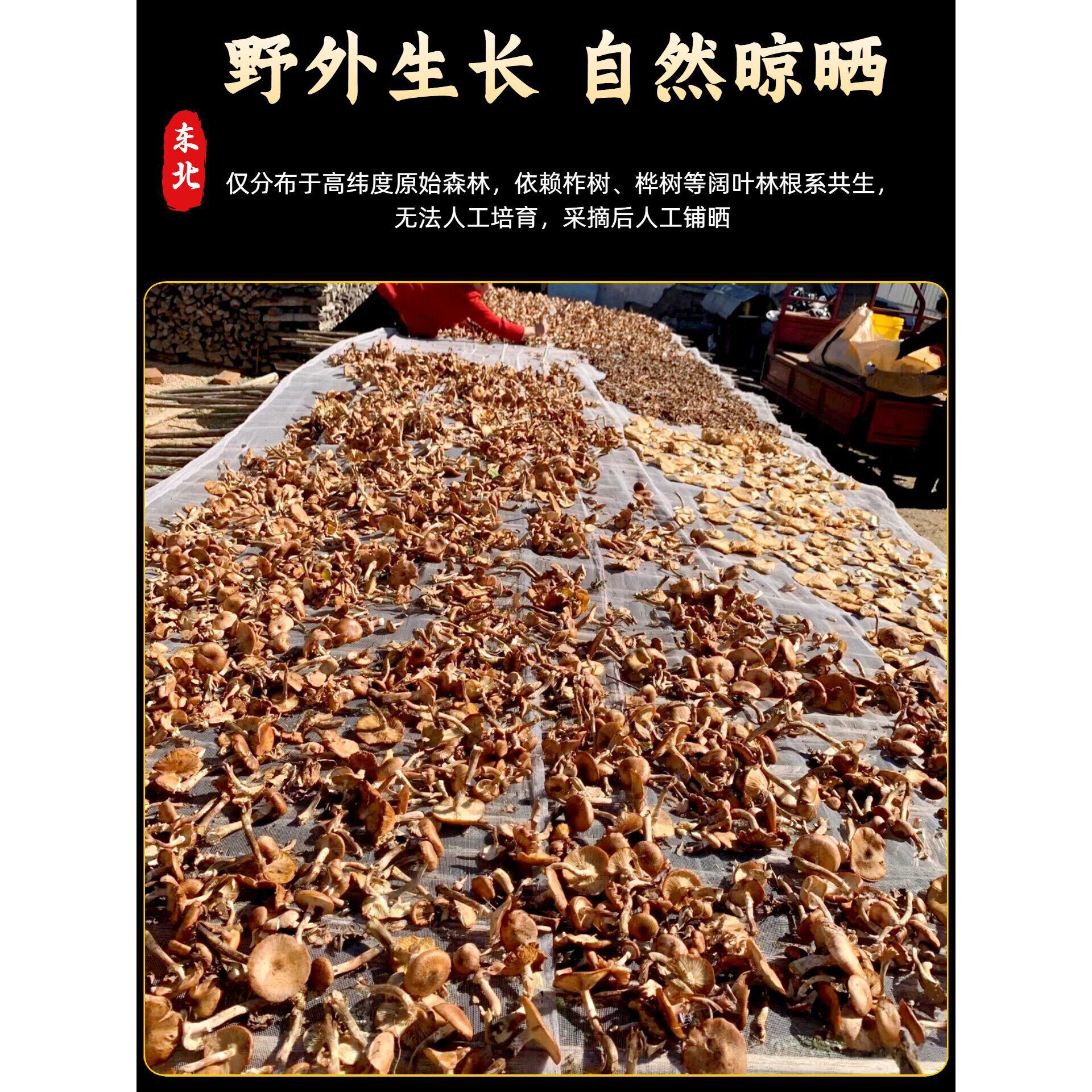 榛蘑干货东北蘑菇长白山特产级榛蘑丁小鸡炖蘑菇无根500g官方旗舰