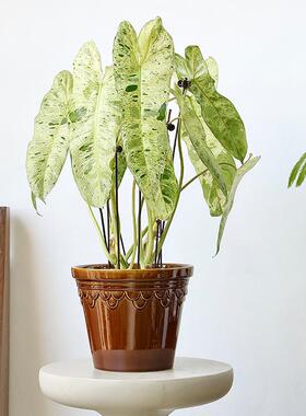 帝罗马窑变陶瓷花盆高档家居轻奢客厅绿植套盆20cm带托盘植物绿色