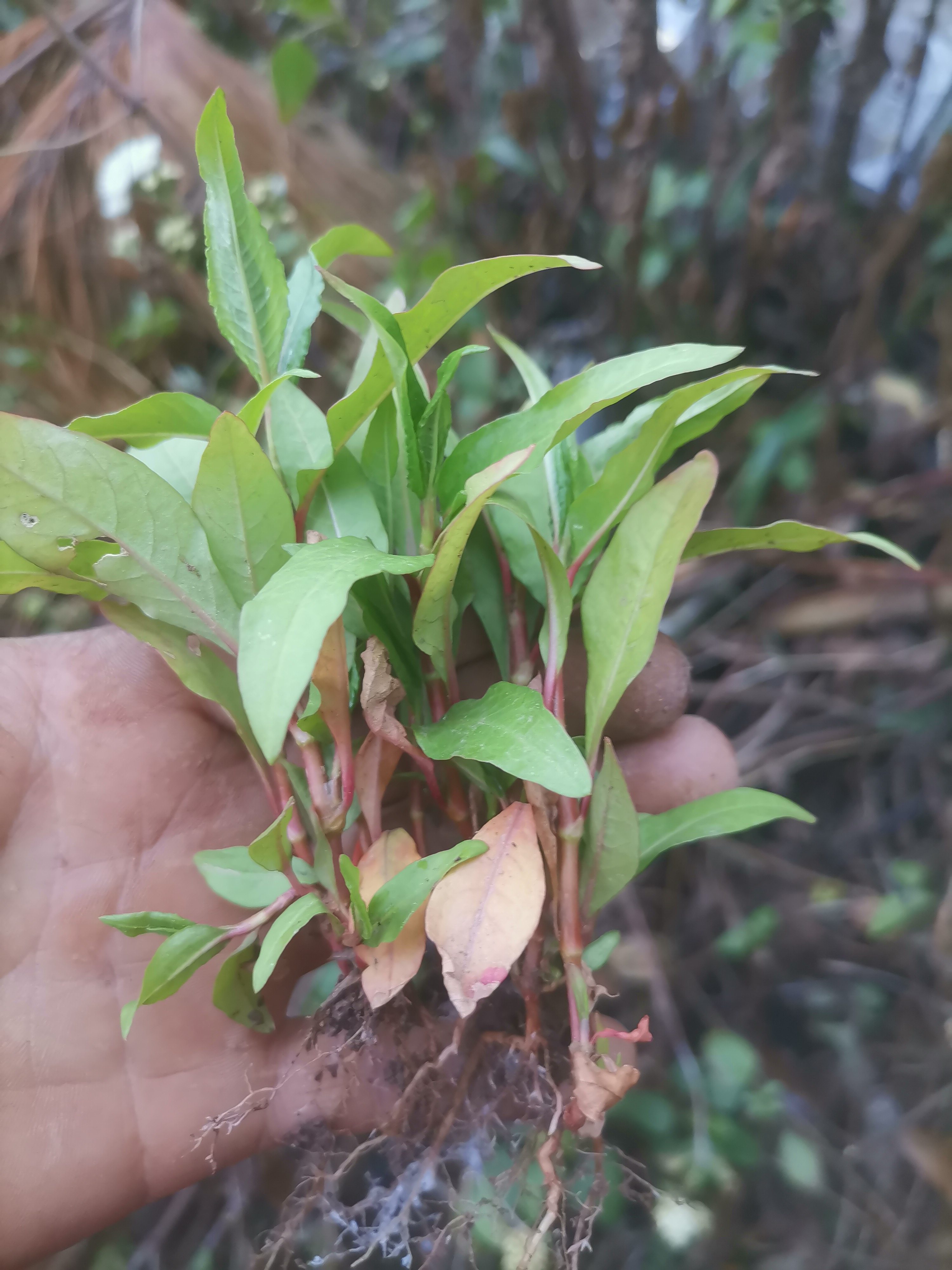 原生态新鲜香辣蓼草现挖香柳水鬃蓼红辣蓼红花辣马蓼辣寥辣椒草