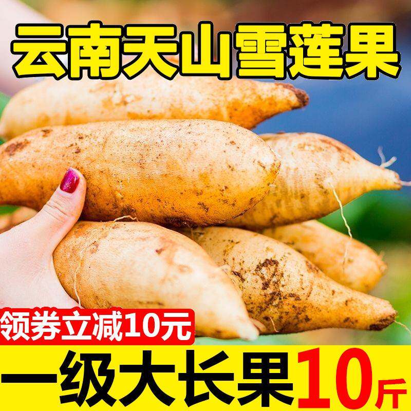 天山雪莲果新鲜10斤水果当季整箱包邮5大果红心特一云南雪连果5级
