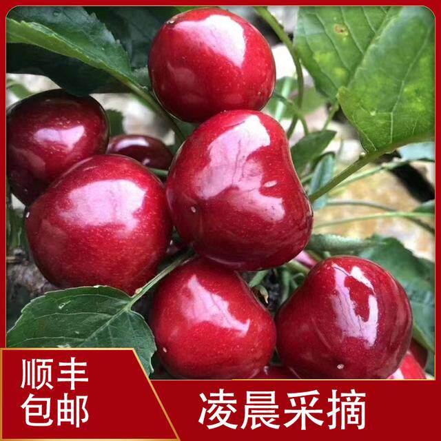 自家种植大连美早樱桃J-6J顺丰空运包邮1.8-4.5斤内附果径卡