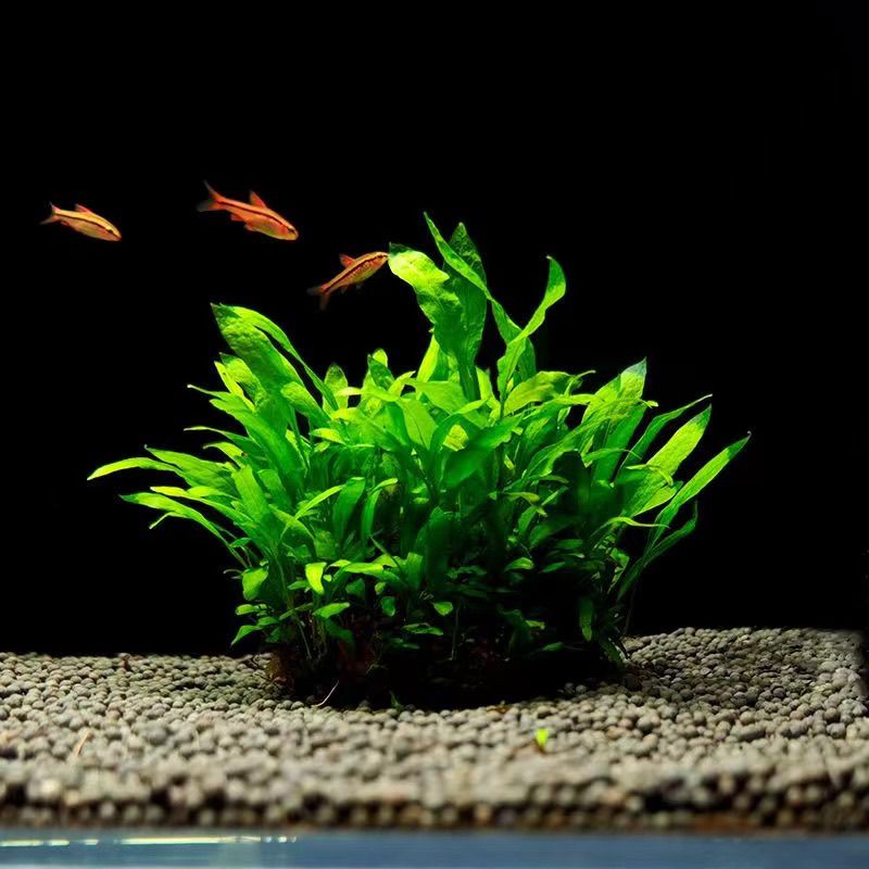 鱼缸装饰造景绿植细叶铁皇冠网片鹿角铁沉木沉底观赏植物增氧水草