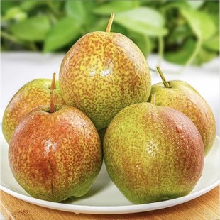 产地直发 正宗阳信媚梨7号新香梨脆甜多汁纯甜无酸坏果包赔