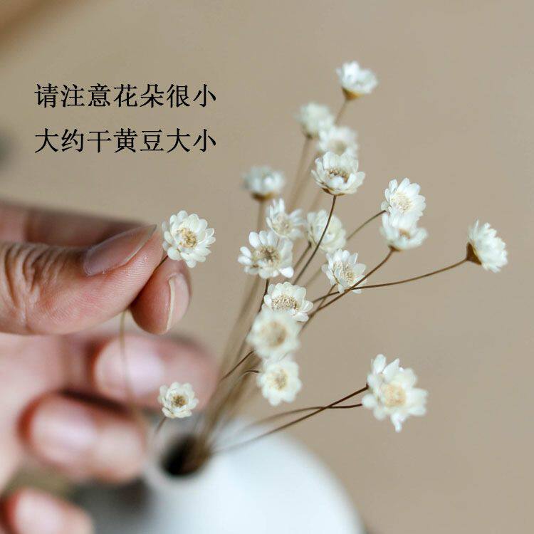 巴西小星花小蜡菊迷你小雏菊真花风干满天星干花装饰网红