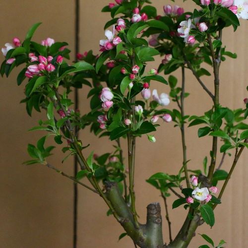 西府海棠盆栽树苗盆景重瓣老桩庭院绿植物室内花卉四季开花好养