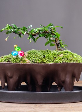 发财树办公客厅茶几玄关装饰招净化空气文竹陶瓷栽盆创意轻奢摆件