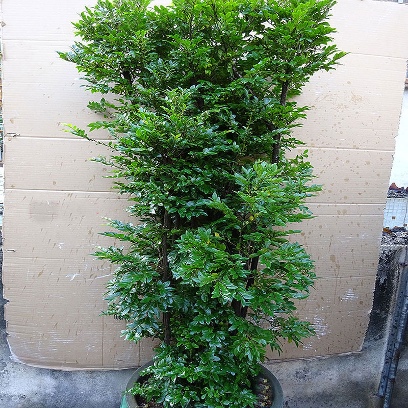 大型室内盆栽小叶紫檀盆景树桩客厅阳台庭院办公室绿植净化空气