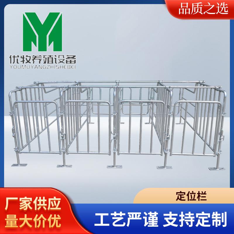 母猪定位栏牢固可靠肥猪围栏保育栏母猪限位栏定位栏养猪设备