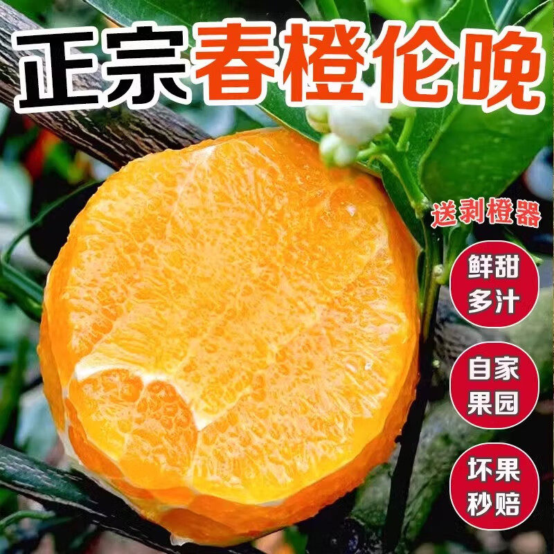 正宗春橙伦晚橙子新鲜水果自家果园现摘现发鲜甜多汁坏果秒赔
