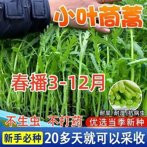 四季小叶茼蒿皇帝菜种子