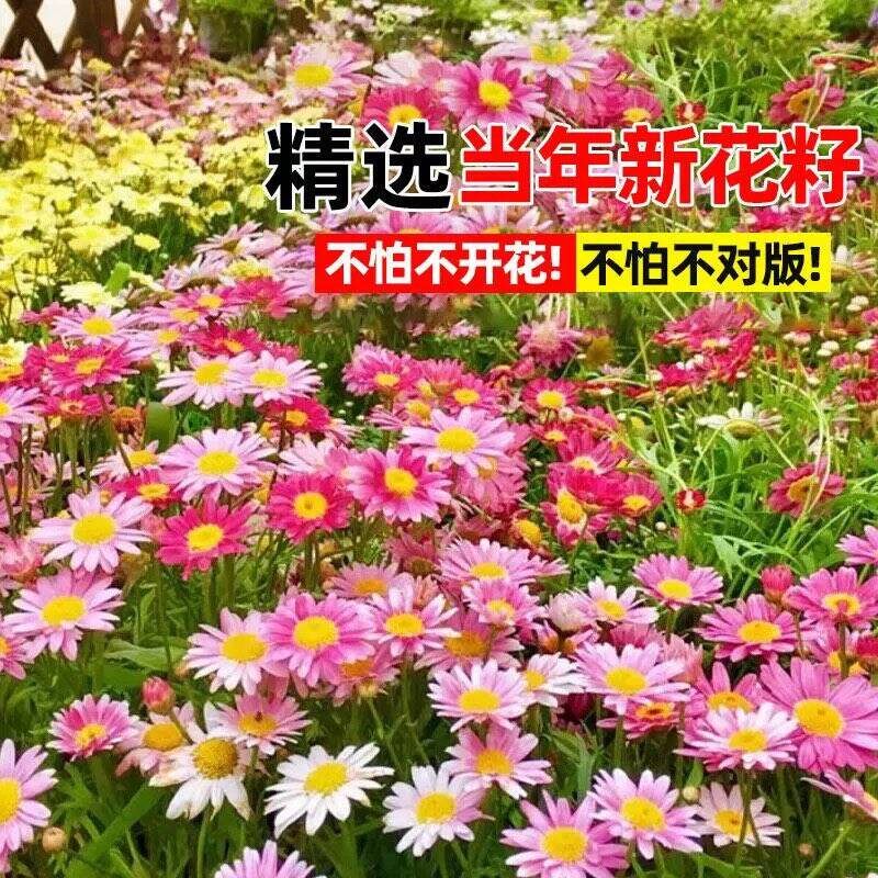 除虫菊种子四季易活混色观花种子驱蚊多年生盆栽新手小白