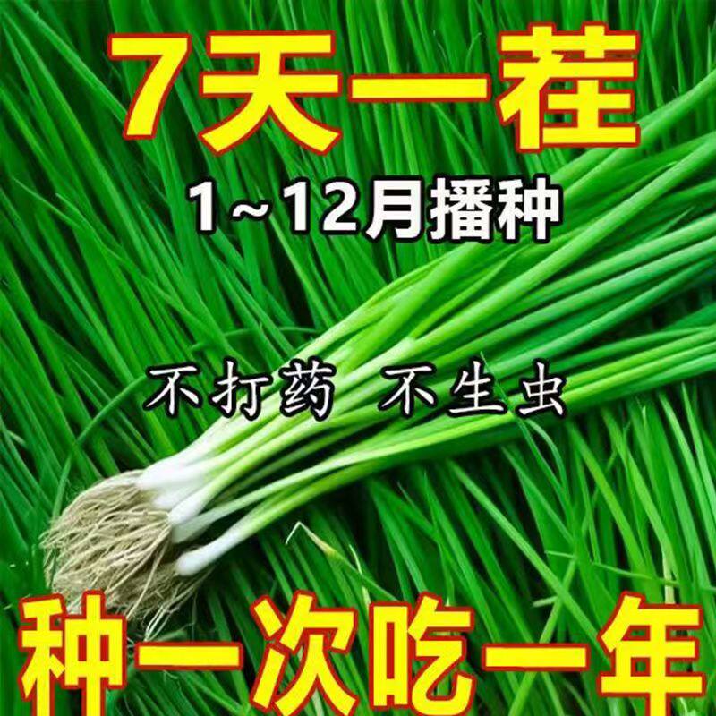 四季小香葱种子阳台盆栽新手易种