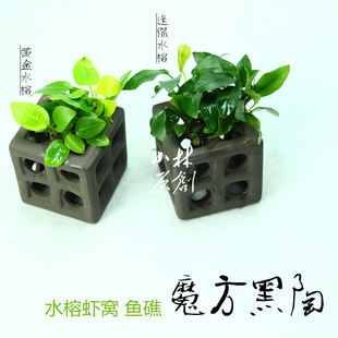 魔方黑陶b虾窝鲷罐鱼礁迷你水榕黄金水榕水草水族鱼缸造景躲避繁