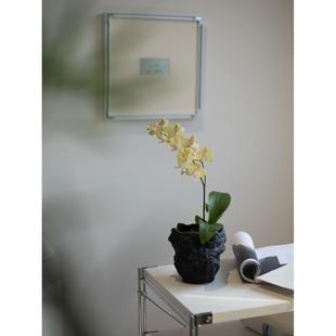 皇妃蝴蝶兰室内办公桌面花卉绿植观花盆景兰花国兰年宵花带花发货